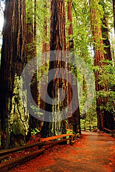 Towering redwood trees