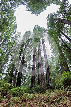 Towering redwoods