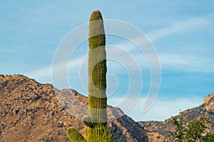 Towering saguaro cactus in hills of arizona with mountain background in nature with blue and white sky in sonora desert