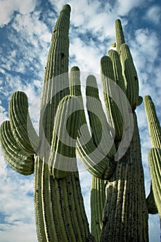Towering Saguaro, Tucson, Arizona photo