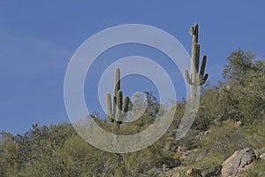 Towering Saguaros on Top of Mountain