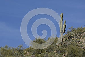 Towering Saguaros on Top of Mountain