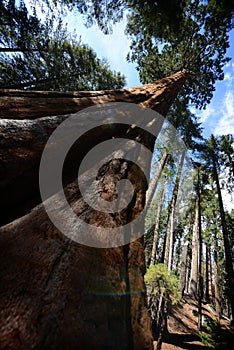 Towering Sequoia Pierces the Sky in Sequoia National Park