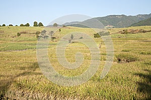 Towering Sugar Cane Fields