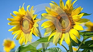 Towering Sunflower Guards in Veggie Patch