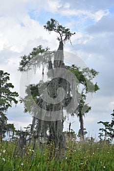 Towering Tree in the Bayou Covered in Spanish Moss