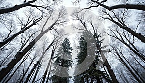 Winter forest canopy perspective, stark whites and grays, trees reaching cloudy sky photo
