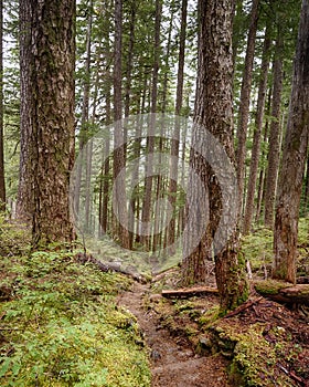 Towering Trees, Olympic National Park, WA