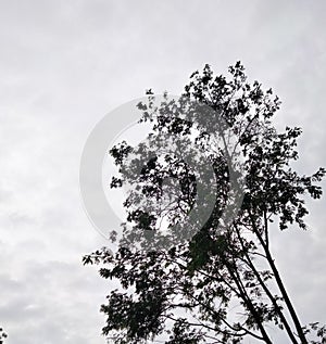 Towering trees reach up to the clear sky