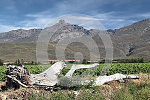 Towerkop peak in the Swartberg mountain range.