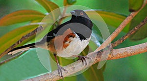 Towhee - bird in tree