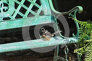 Towhee-have a seat