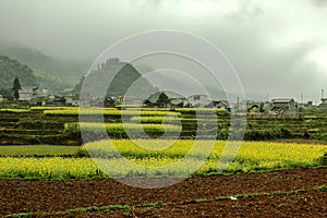 Town and Canola field landscape