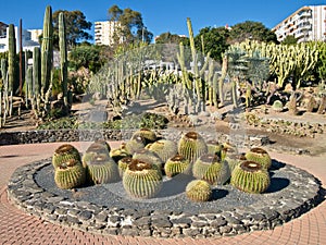 Town Centre Cactus Garden Spain