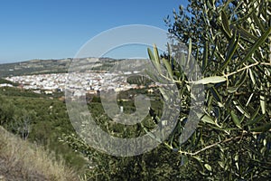 Town in the countryside of andalucia, surrounded by olive trees, extra virgin olive oil tree photo