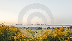 Town Oryol in the morning before dawn in the fog  Solidago canadensis blossoms with bright yellow flowers.