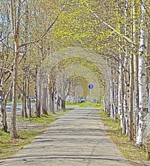 A town path rimmed with trees running into the distance on a nice sunny spring day