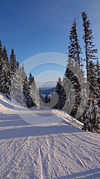 Are town ski slope pine trees  in Jamtland, Sweden in winter
