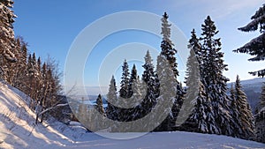 Are town ski slope pine trees  in Jamtland, Sweden in winter