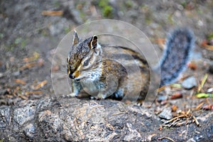 Townsend\'s Chipmunk Searching for Food photo