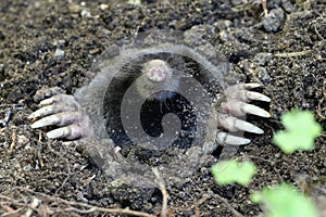 Townsend's Mole - Scapanus townsendii