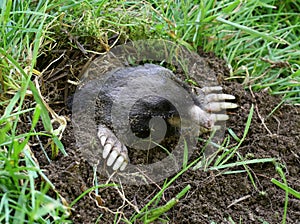 Townsend's Mole - Scapanus townsendii