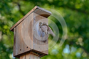 Townsend`s Solitaire