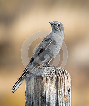 Townsend\'s Solitaire Perched on a Fencepost in a Colorado Greenspace