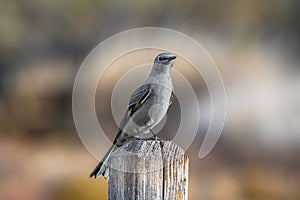 Townsend\'s Solitaire Perched on a Fencepost in a Colorado Greenspace photo