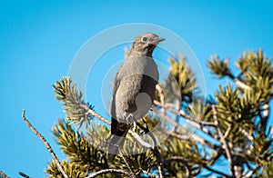 Townsend\'s Solitaire Perched in Pinyon Tree