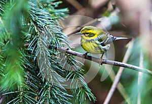 Townsend`s Warbler Perched on Tree Branch