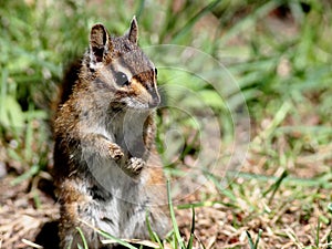 Townsends Chipmunk Closeup