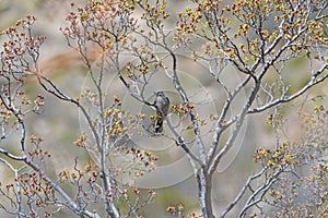 Townsends Solitaire in a Colorful Tree Starting to Leaf Out photo