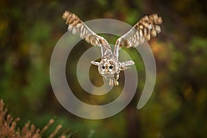 Towny owl into forest