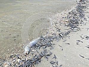 Dead fish on the West Coast of Florida photo