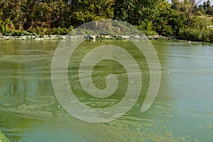 Toxic algae of water . Ecological catastrophy.