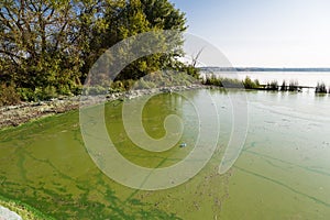 Toxic algae of water . Ecological catastrophy. photo