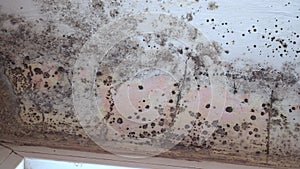 Toxic Black Mold. Growth of black mold on the walls inside an apartment building. Moisture indoors and the appearance of