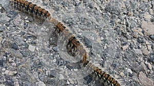 Toxic caterpillars cross road in procession