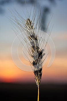 toxic ergot wheat