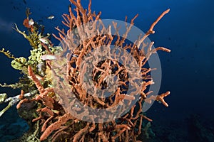 Toxic finger-sponge (negombata magnifica)