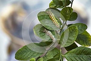 Toxic gypsy moths prevention using fogging