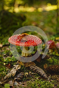 Toxic and hallucinogen mushroom Amanita muscaria