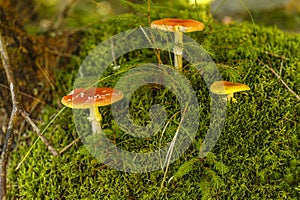 Toxic and hallucinogen mushroom Amanita muscaria