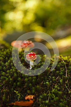 Toxic and hallucinogen mushroom Amanita muscaria