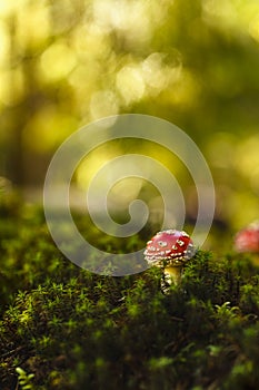 Toxic and hallucinogen mushroom Amanita muscaria