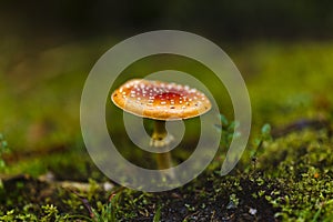 Toxic and hallucinogen mushroom Amanita muscaria