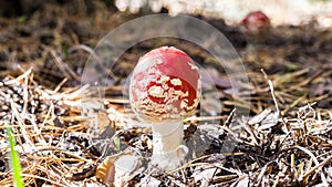 Toxic and hallucinogen mushroom Fly Agaric
