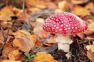 Toxic and hallucinogen mushroom Fly Agaric in autumn forest. Red poisonous Amanita Muscaria fungus