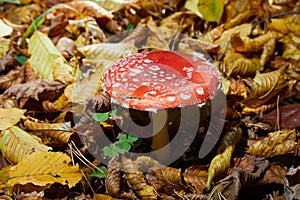 Toxic and hallucinogen mushroom Fly Agaric in grass